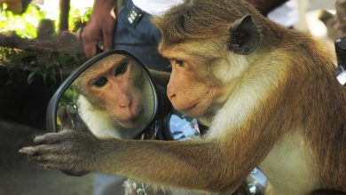 بابونهای وحشی خود را در آینه نمیشناسند