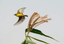 برندگان بخش ملی مسابقه عکاسی جهانی سونی 2025 معرفی شدند؛ تنوع رنگارنگ کشورها