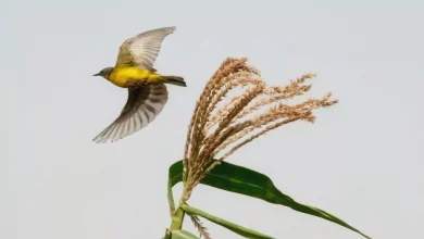 برندگان بخش ملی مسابقه عکاسی جهانی سونی 2025 معرفی شدند؛ تنوع رنگارنگ کشورها