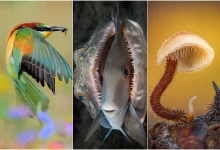 جزئیاتی که چشم نمیبیند؛ برندگان مسابقه عکاسی کلوزآپ امسال