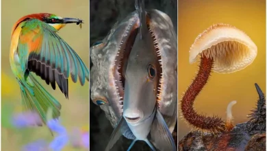 جزئیاتی که چشم نمیبیند؛ برندگان مسابقه عکاسی کلوزآپ امسال