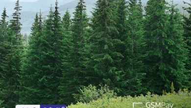 جی‌اس‌ام پی به مناسبت یک‌سالگی آغاز فعالیتش، ۶۰۰ اصله درخت کاشت