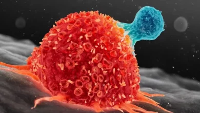 دانشمندان کره‌ای کلید تبدیل سلول‌های سرطانی به حالت سالم را پیدا کردند