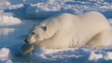 راز یخنزدن خزهای خرس قطبی راهی برای ساخت پوششهای ضدیخ جدید است