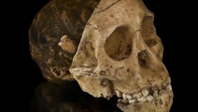 فسیل انقلابی صد ساله شد؛ داستان جمجمه‌ای که مسیر انسان‌شناسی را تغییر داد