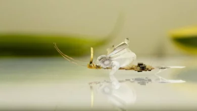 محققان MIT حشرات مکانیکی بسیار ریز با توان پرواز طولانی‌مدت ساختند