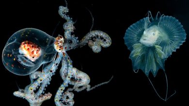 منحصربهفردترین تصاویر مسابقه عکاسی زیر آب را ببینید