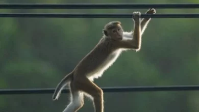 میمون بازیگوش باعث قطعی برق سراسری در سریلانکا شد