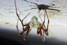 هم از عنکبوتها میترسید و هم از زامبیها؟ محققان خبر بدی برایتان دارند!