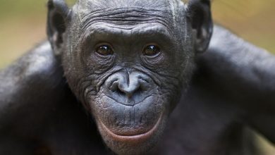 هوش اجتماعی فراتر از انسان؛ بونوبوها میتوانند مثل ما ذهن دیگران را بخوانند