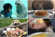 وقتی حیوانات با رفتارهایشان ما را شگفتزده میکنند!