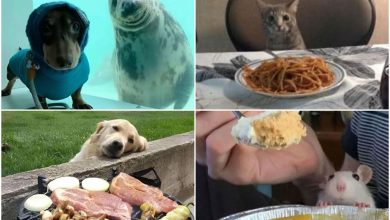 وقتی حیوانات با رفتارهایشان ما را شگفت‌زده می‌کنند!