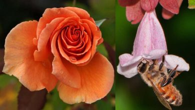 وقتی طبیعت به زبان گلها سخن میگوید