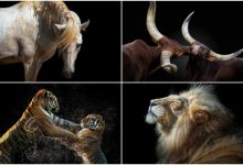 پژوهشگران برای درک عواطف حیوانات سراغ تعلیم هوش مصنوعی رفتند