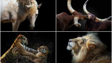 پژوهشگران برای درک عواطف حیوانات سراغ تعلیم هوش مصنوعی رفتند