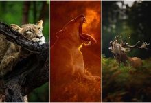 چشماندازهایی نادر از طبیعت وحشی که شما را مبهوت میکند