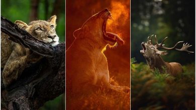 چشماندازهایی نادر از طبیعت وحشی که شما را مبهوت میکند