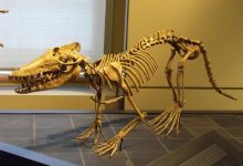 چگونه نهنگها اجداد خشکیزی با چهارپا داشتند؟