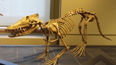 چگونه نهنگها اجداد خشکیزی با چهارپا داشتند؟