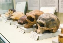 کدام گونه انسانتبار توانست برای طولانیترین مدت زنده بماند؟