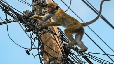 یک میمون بازیگوش، عامل قطعی سراسری برق در سریلانکا!